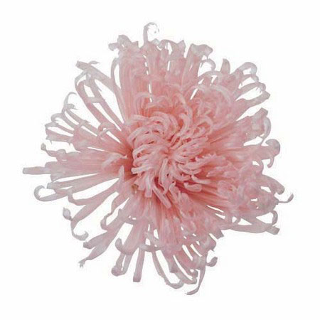 マム・その他花材