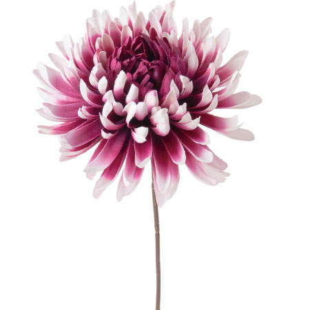 菊