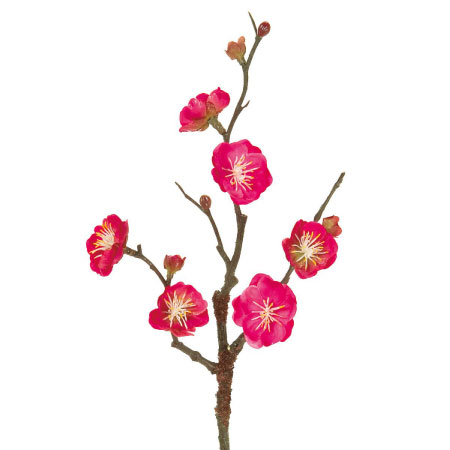 梅