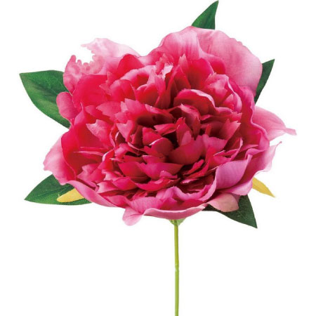 牡丹・芍薬