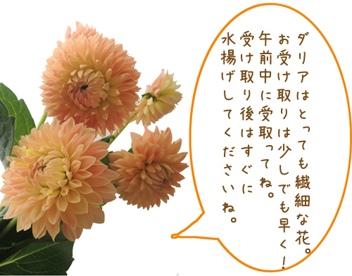 ダリア ハミルトンリリアン