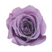 プリザーブド】大地農園/ローズ・ミミ ラベンダー 9輪/76-3840-411