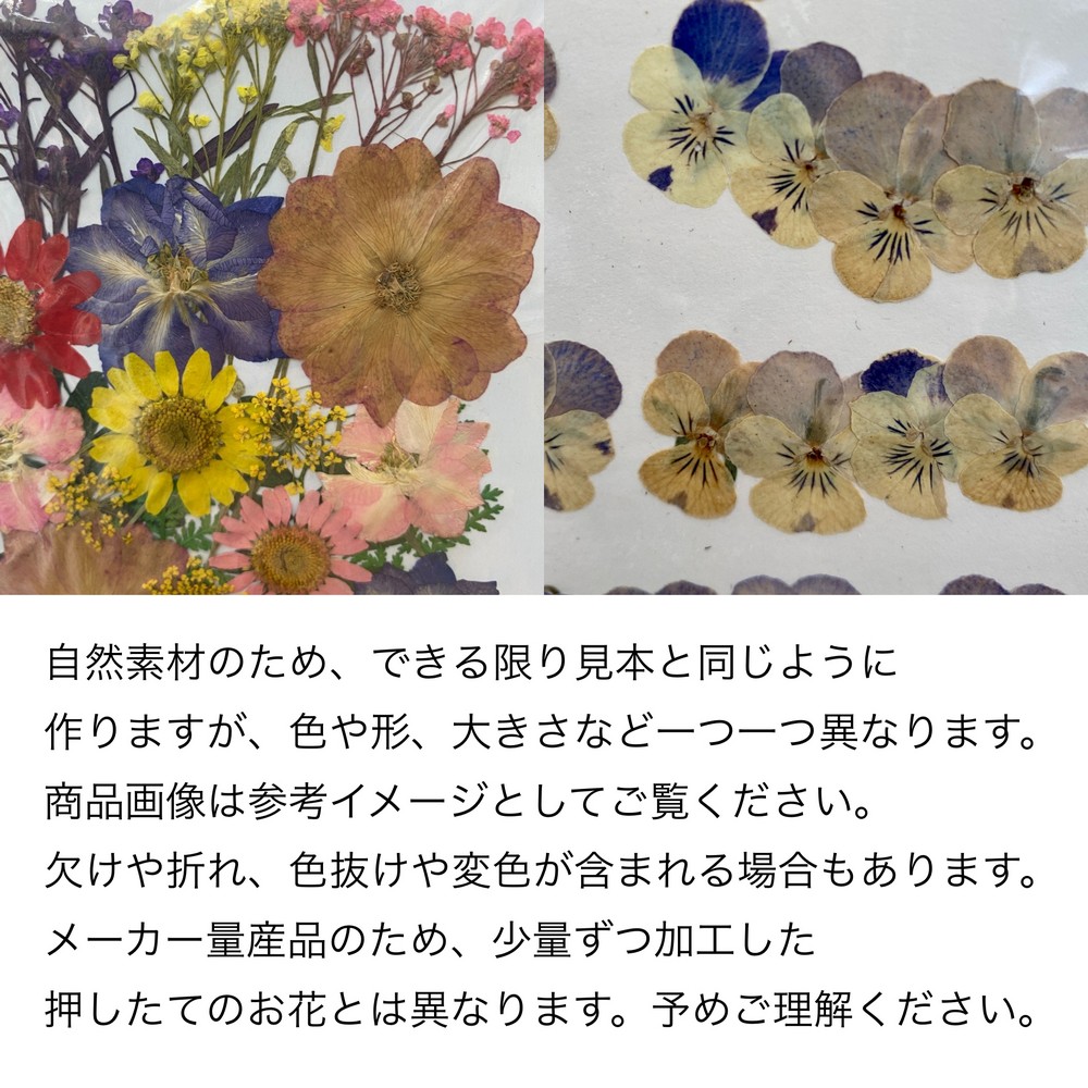 即日★松村工芸/【ドライ】押し花 バーベナ 40輪 ネイビー/MOO-2012