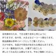 即日★松村工芸/【ドライ】押し花 バーベナ 40輪 ネイビー/MOO-2012