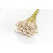 ドライ】スターフラワーブロッサム ツートン ヤク18g イチゴミルク/76