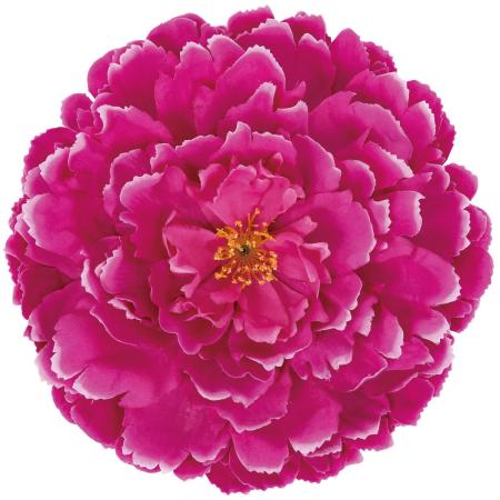 【造花】ビバ工芸/VE-4258 ジャンボピオニー BTY