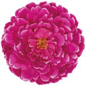 松村工芸/VE-6768 ジャンボガーベラ SO/PI - 花材通販はなどんやアソシエ