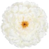 松村工芸/VE-6768 ジャンボガーベラ SO/PI - 花材通販はなどんやアソシエ