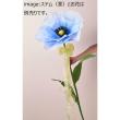 特価◎FairytaleFlowerPoppy L KUNDM-25136-BL