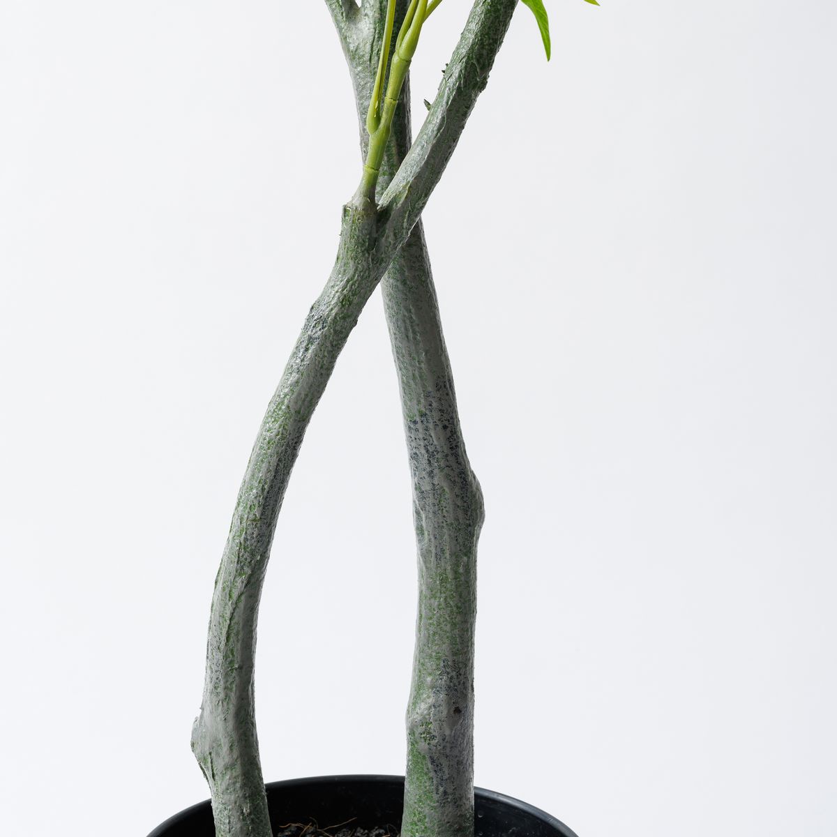 【直送】【人工観葉植物】MAGIQ東京堂/パキラ　6F　GREEN/FG012100※返品代引不可