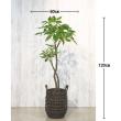 【直送】【人工観葉植物】MAGIQ東京堂/パキラ 4F (光触媒)/ZV022000 ※返品代引キャンセル不可