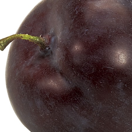 造花 東京堂 プラムサンタローザ Burgundy Fw 通販 はなどんやアソシエ