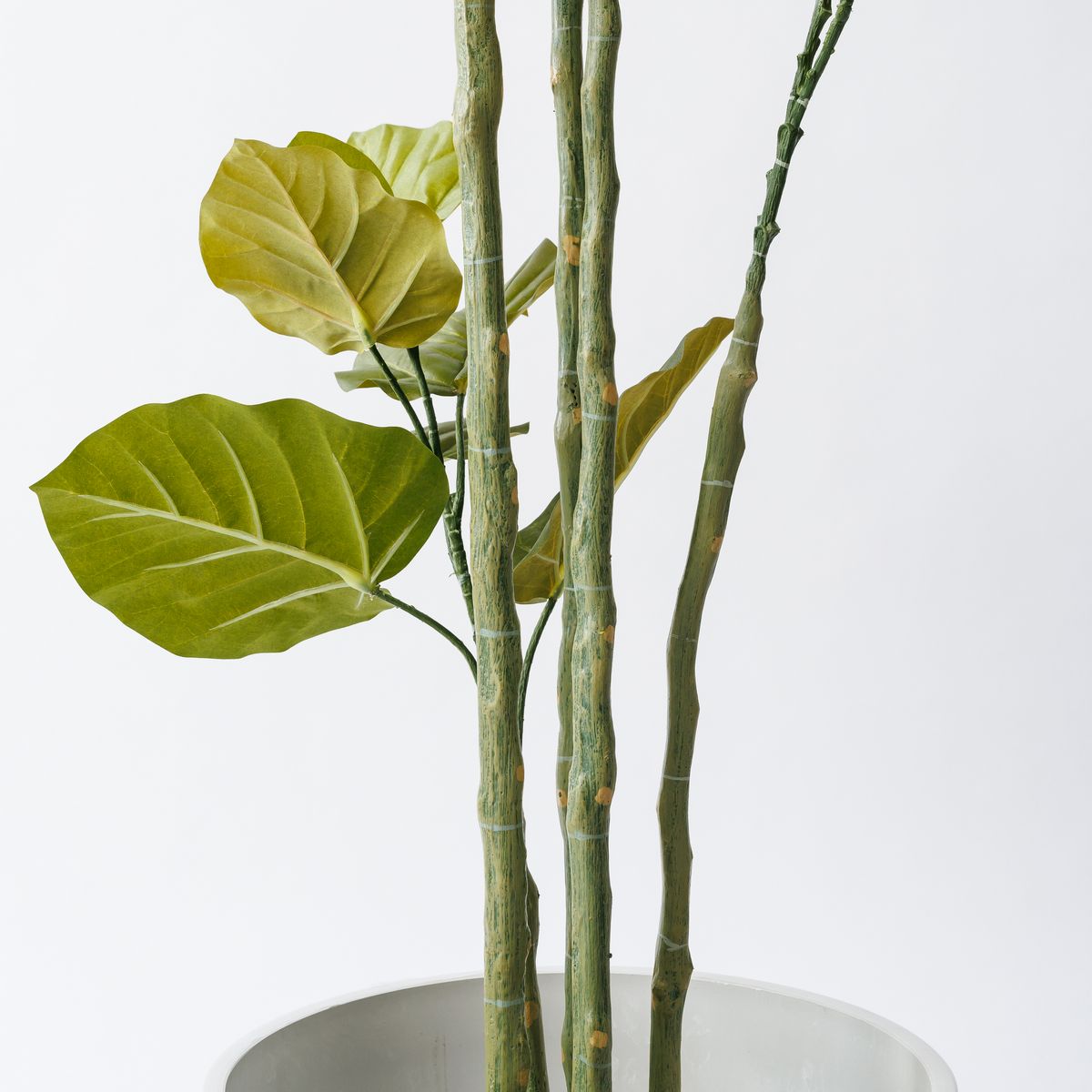 【直送】【人工観葉植物】MAGIQ東京堂/ウンベラータ　6F　/FG005227※返品代引不可