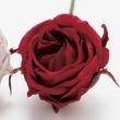 【造花】東京堂/アミュゼプティローズ #3  RED/FW090182-003|造花 バラ【01】