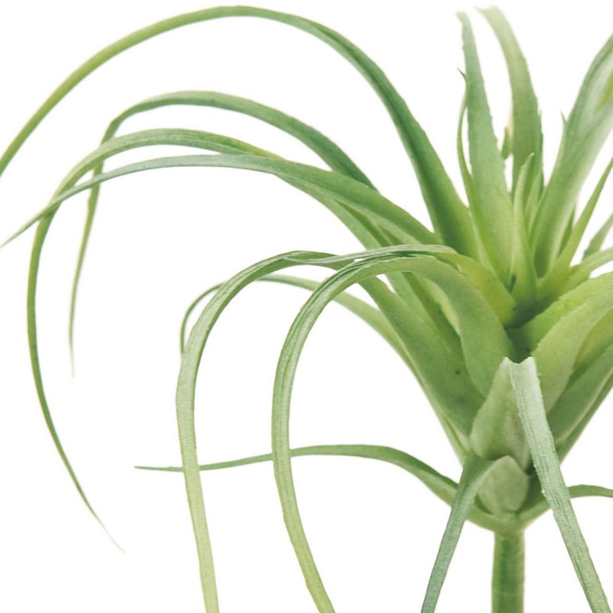 即日 造花 Magiq 東京堂 エアプランツ 24 Green Fg 024 通販 はなどんやアソシエ 即日 造花 Magiq 東京堂 エアプランツ 24 Green Fg 024 通販 はなどんやアソシエ