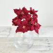 即日★【造花】MAGIQ東京堂/ミニポインセチアバンドル RED/FX008148