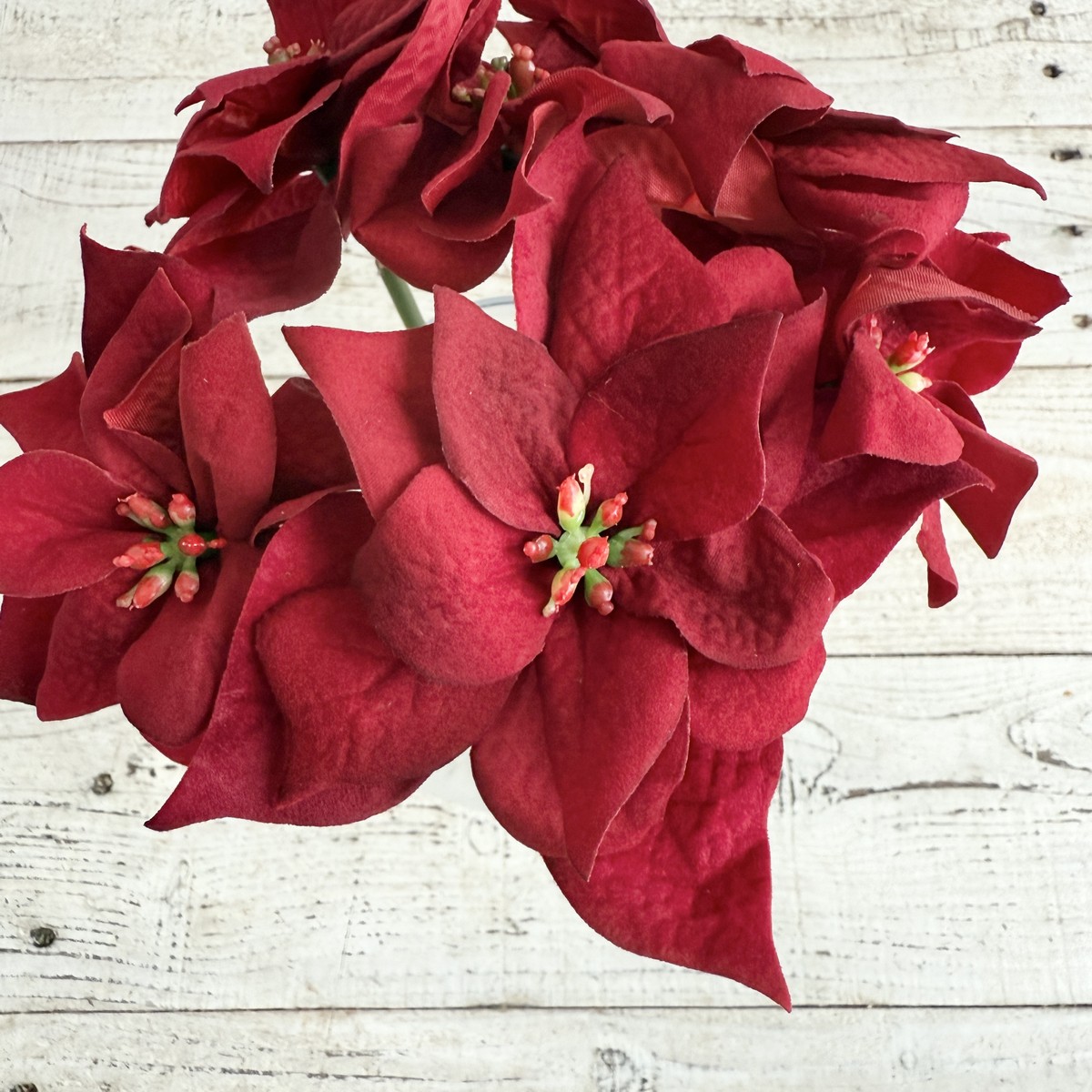 即日★【造花】MAGIQ東京堂/ミニポインセチアバンドル RED/FX008148