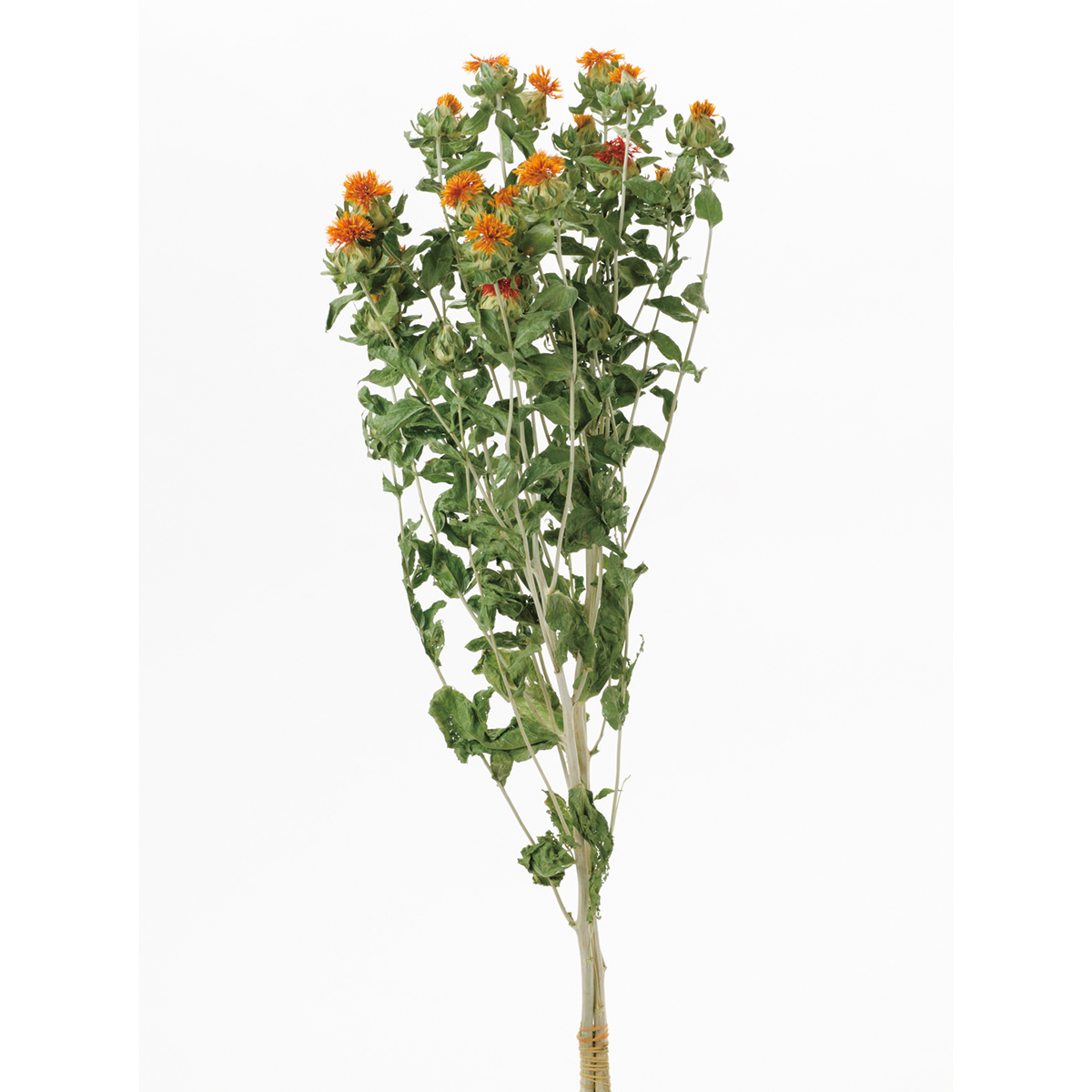 【ドライ】ベニバナ オレンジ 75g/FD003020-009