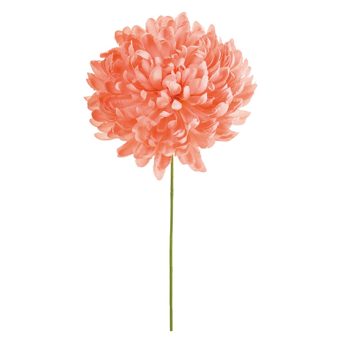 【花の苗】菊　サーモンピンク色