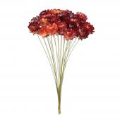 ヘリクリサム ドライフラワー 通販 はなどんやアソシエ