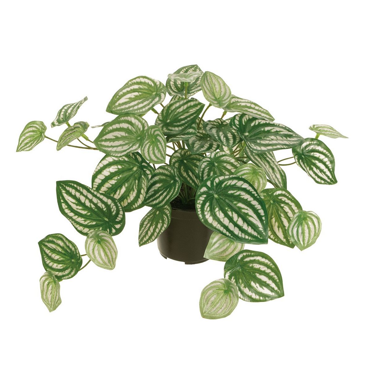 人工観葉植物 ペペロミアポット 光触媒加工商品 Zv 通販 はなどんやアソシエ 人工観葉植物 ペペロミアポット 光触媒加工商品 Zv 通販 はなどんやアソシエ