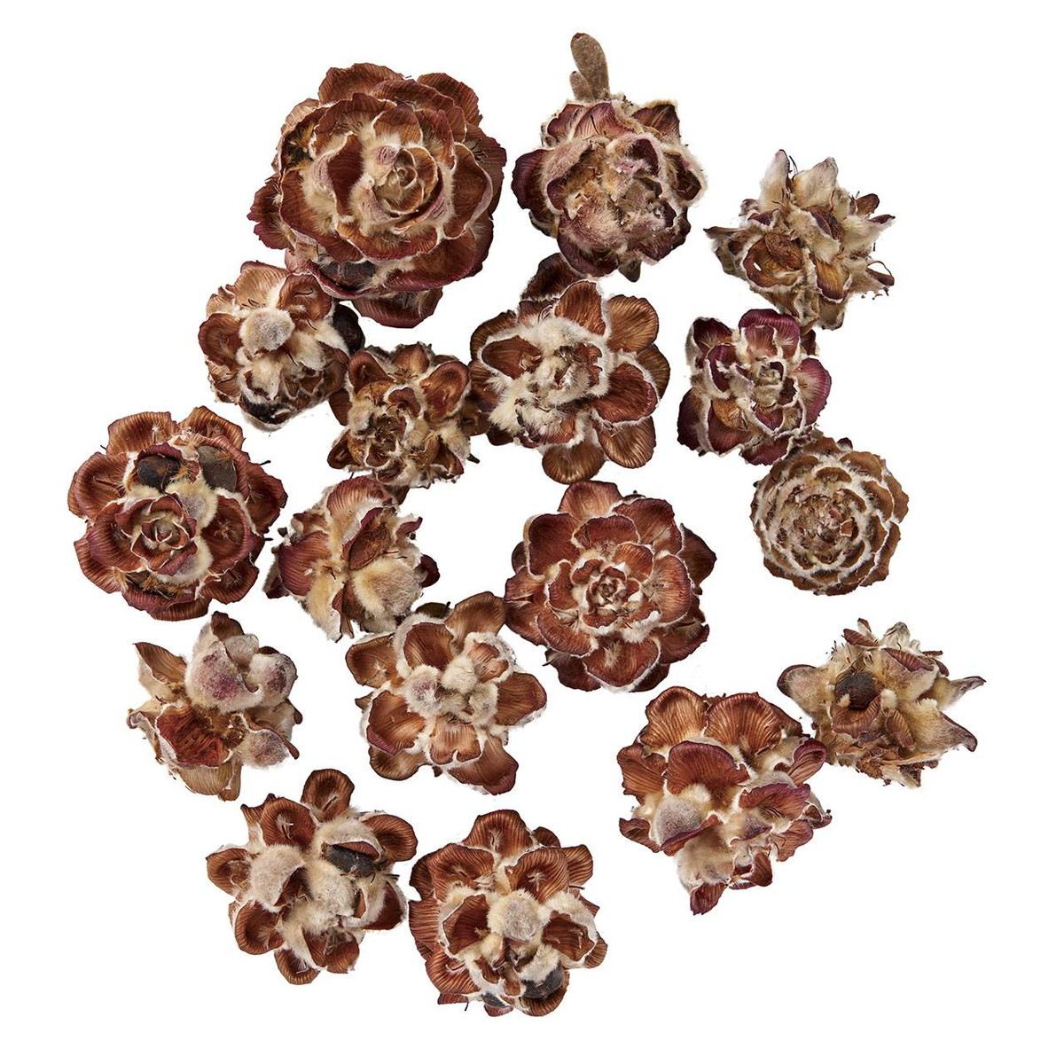 【ドライ】コアトレーディング/ピンクコーン ナチュラル/18802