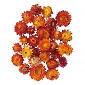 ヘリクリサム ドライフラワー 通販 はなどんやアソシエ