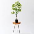 【人工観葉植物】MAGIQ東京堂/ファイカスツリーポット ミニ(光触媒)/ZV005830 ※返品キャンセル不可