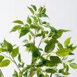 【人工観葉植物】MAGIQ東京堂/ファイカスツリーポット ミニ(光触媒)/ZV005830 ※返品キャンセル不可