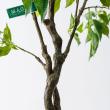 【人工観葉植物】MAGIQ東京堂/ファイカスツリーポット ミニ(光触媒)/ZV005830 ※返品キャンセル不可