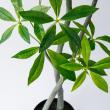【直送】【人工観葉植物】MAGIQ東京堂/パキラ 6F(光触媒)/ZV012100 ※返品代引キャンセル不可