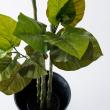 【直送】【人工観葉植物】MAGIQ東京堂/ウンベラータ 4F(光触媒)/ZV005228  ※返品代引キャンセル不可