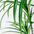 【直送】【人工観葉植物】MAGIQ東京堂/ユッカポット L(光触媒)/ZV007648 ※返品代引キャンセル不可