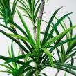 【直送】【人工観葉植物】MAGIQ東京堂/ユッカポット S(光触媒)/ZV007649 ※返品代引キャンセル不可
