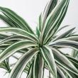 【直送】【人工観葉植物】MAGIQ東京堂/ドラセナ(光触媒)/ZV025650 ※返品代引キャンセル不可