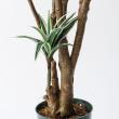 【直送】【人工観葉植物】MAGIQ東京堂/ドラセナ(光触媒)/ZV025650 ※返品代引キャンセル不可