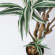 【直送】【人工観葉植物】MAGIQ東京堂/ドラセナ(光触媒)/ZV025650 ※返品代引キャンセル不可