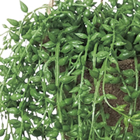 【人工観葉植物】MAGIQ東京堂/グリーンネックレスハンギング(光触媒)/ZV000125 ※返品キャンセル不可