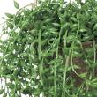 【人工観葉植物】MAGIQ東京堂/グリーンネックレスハンギング(光触媒)/ZV000125 ※返品キャンセル不可