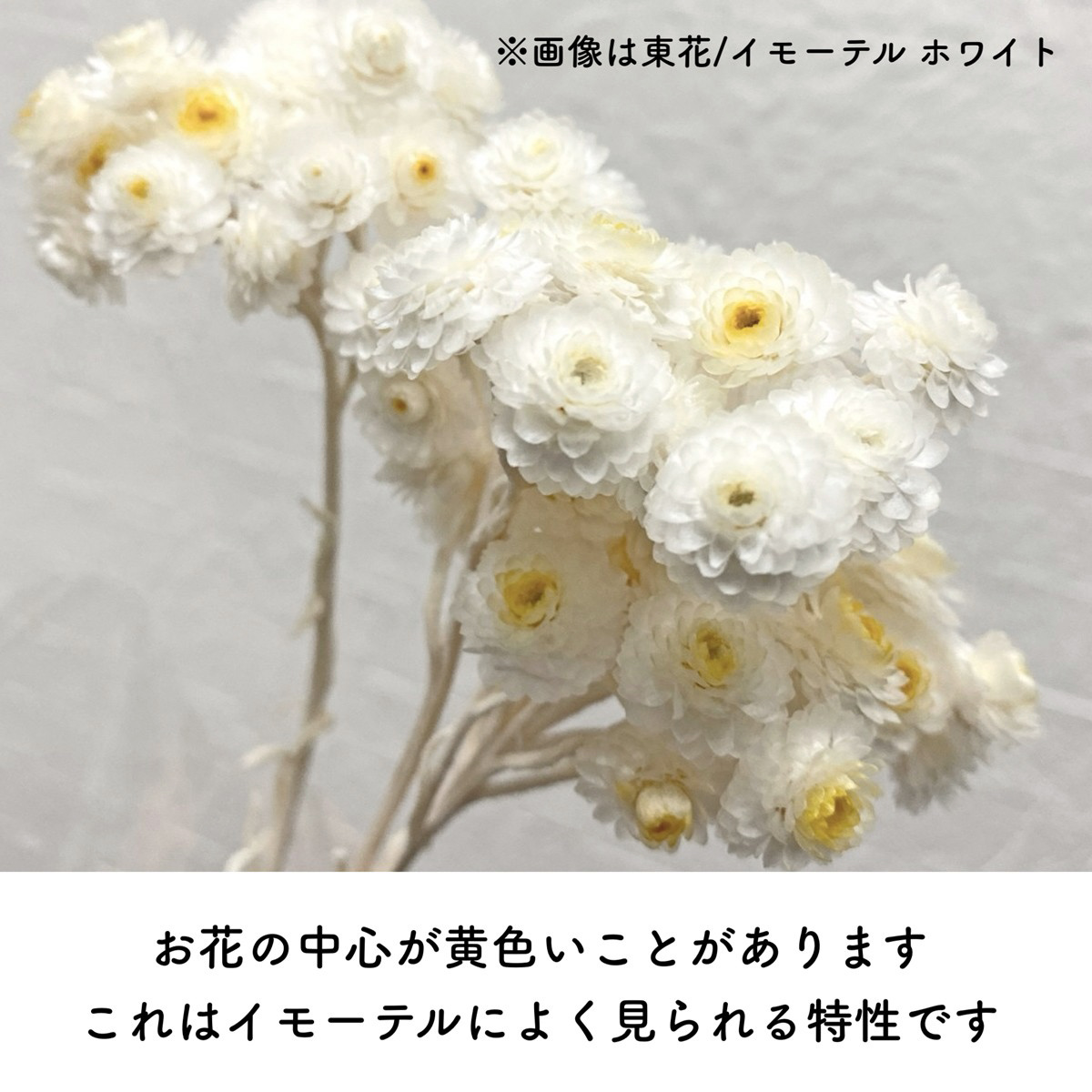 ドライ】東京堂/イモーテル サンゴ 約10g/FD004569-328 - 花材通販は 
