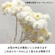 【ドライ】東京堂/イモーテル ペパーミント 約10g/FD004569-235