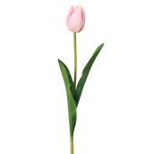 赤チューリップ様＊専用 生花】チューリップ ホットスポット【赤/40cm/新潟県】｜Flower