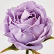 【造花】MAGIQ東京堂/アミュゼプティローズ パープル #17 PURPLE/FW090182-017
