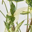 【人工観葉植物】アロカシア斑入ポット(光触媒加工商品) グリーン GREEN/ZV000770