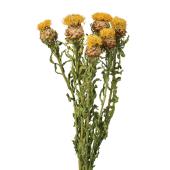 黄色唐草 ドライ】東京堂/風の花 黄金矢車草/DN000181 - 花材通販はなどんやアソシエ