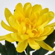 即日★【造花】MAGIQ東京堂/山科菊 イエロー #4  YELLOW/FM0F4050-004
