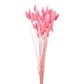 即日★【ドライ】ラグラス フラミンゴ/FD042050-016