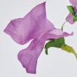 【造花】MAGIQ東京堂/スイートスイトピー #12 ORCHID オーキッド/FM001163-012