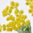 特価◎即日★【造花】MAGIQ東京堂/ミモザバンドル20 YELLOW イエロー/FM000313