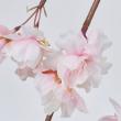 【造花】MAGIQ東京堂/はつね桜バイン CR/PK クリームピンク/FM005532